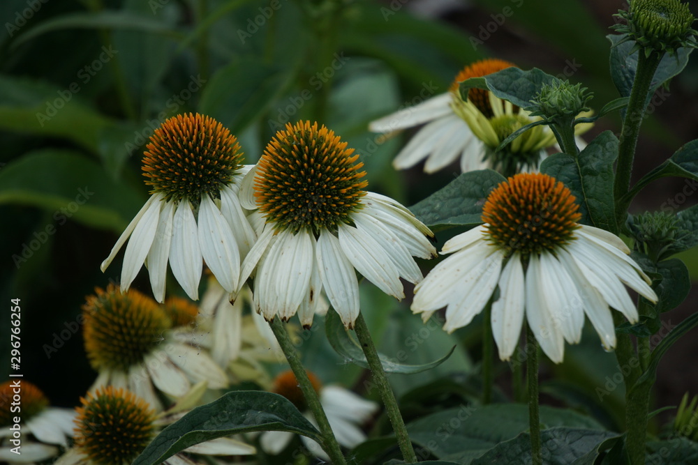 Echinacea powwow white Echinacea powwow white