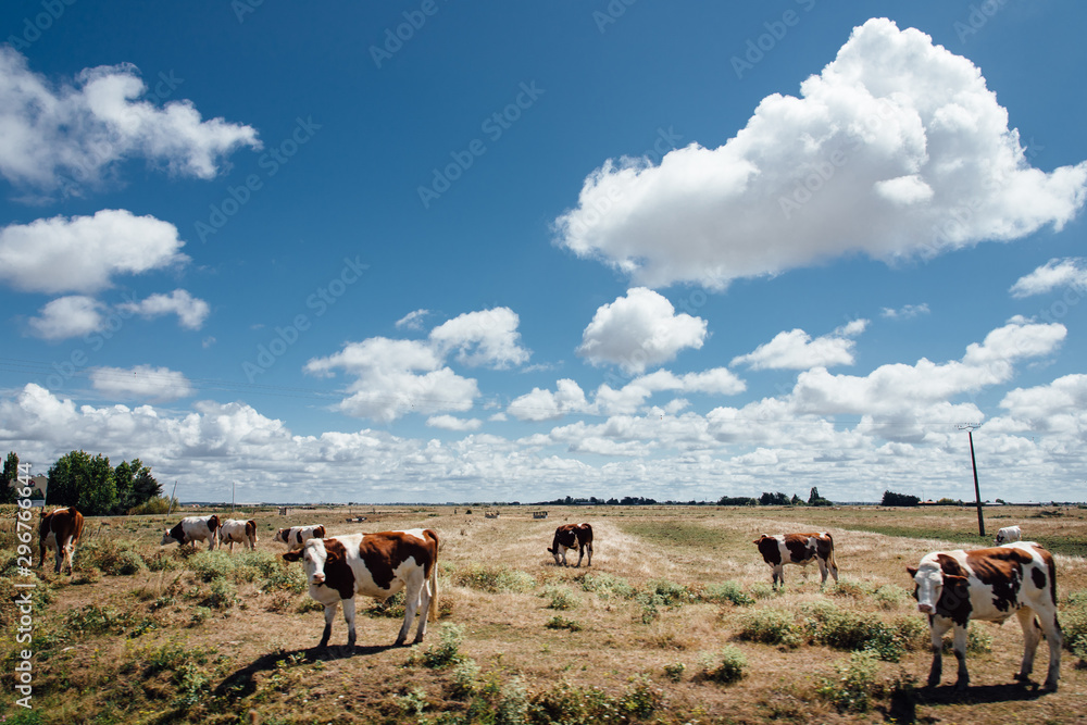Obraz premium des vaches dans un champ et un pré sous un ciel nuageux