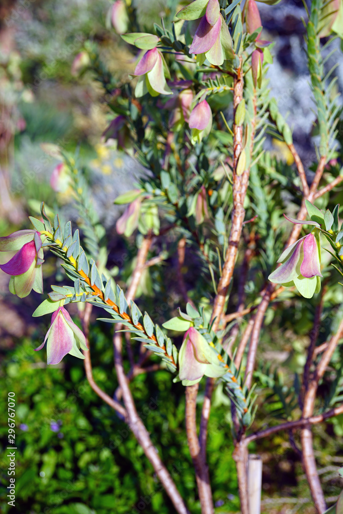 View of a Qualup Bell plant (Pimelea physodes) in Australia View of a Qualup Bell plant (Pimelea physodes) in Australia
