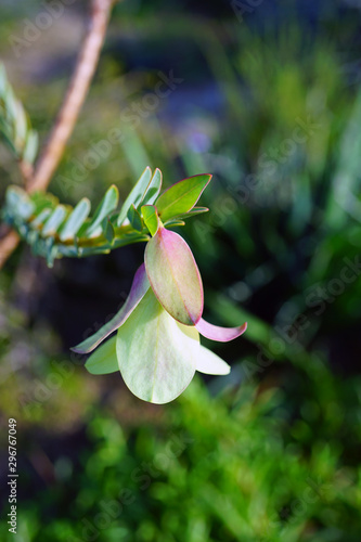 View of a Qualup Bell plant (Pimelea physodes) in Australia photo