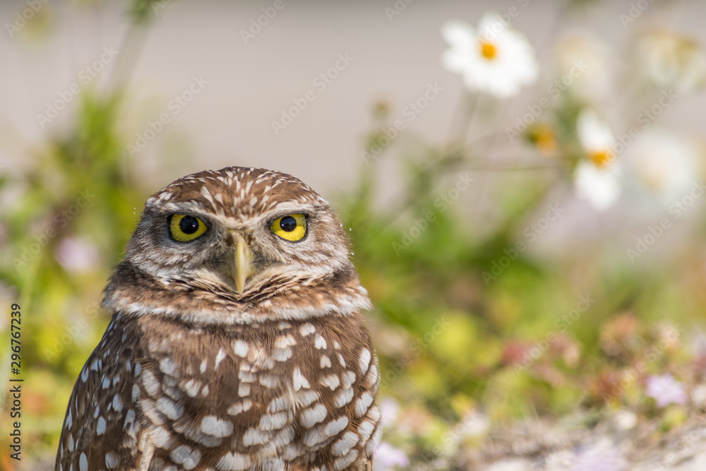 Burrowing Owl Staring at the Camera Burrowing Owl Staring at the Camera