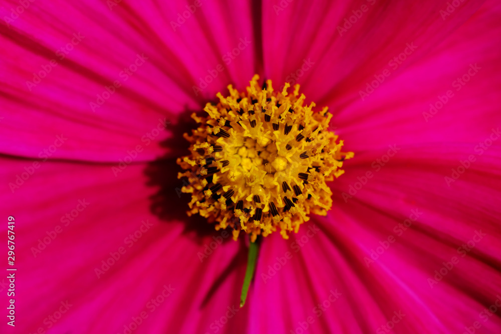 closeup yellow pollen of pink cosmos flower closeup yellow pollen of pink cosmos flower