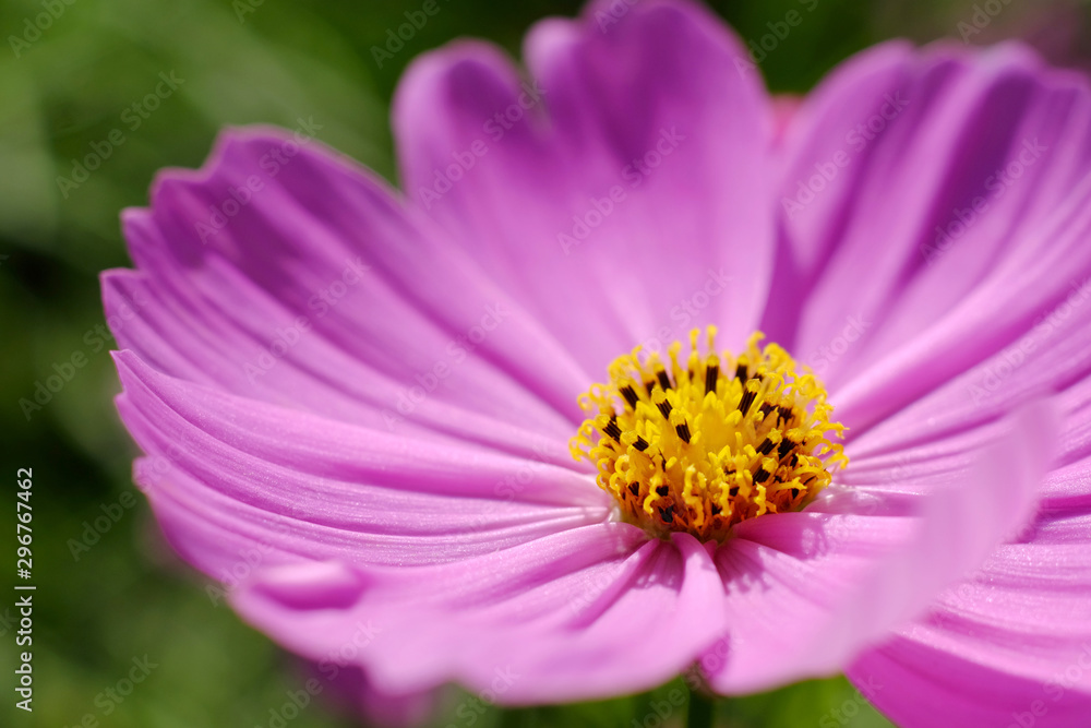 closeup yellow pollen of pink cosmos flower closeup yellow pollen of pink cosmos flower