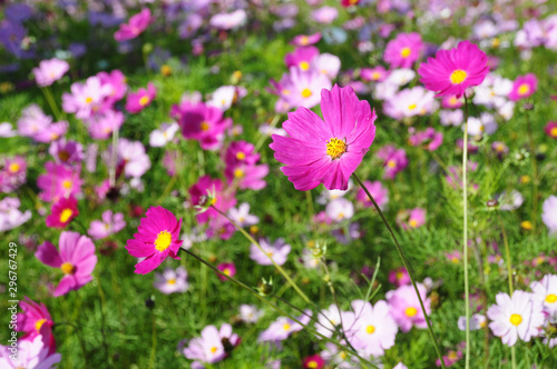The flowers of autumn are cosmos