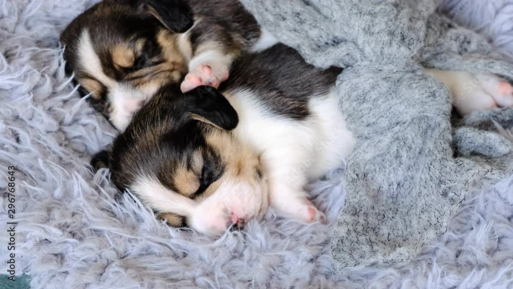 Two adorable funny beagle puppies sleeping on soft blanket Two adorable funny beagle puppies sleeping on soft blanket