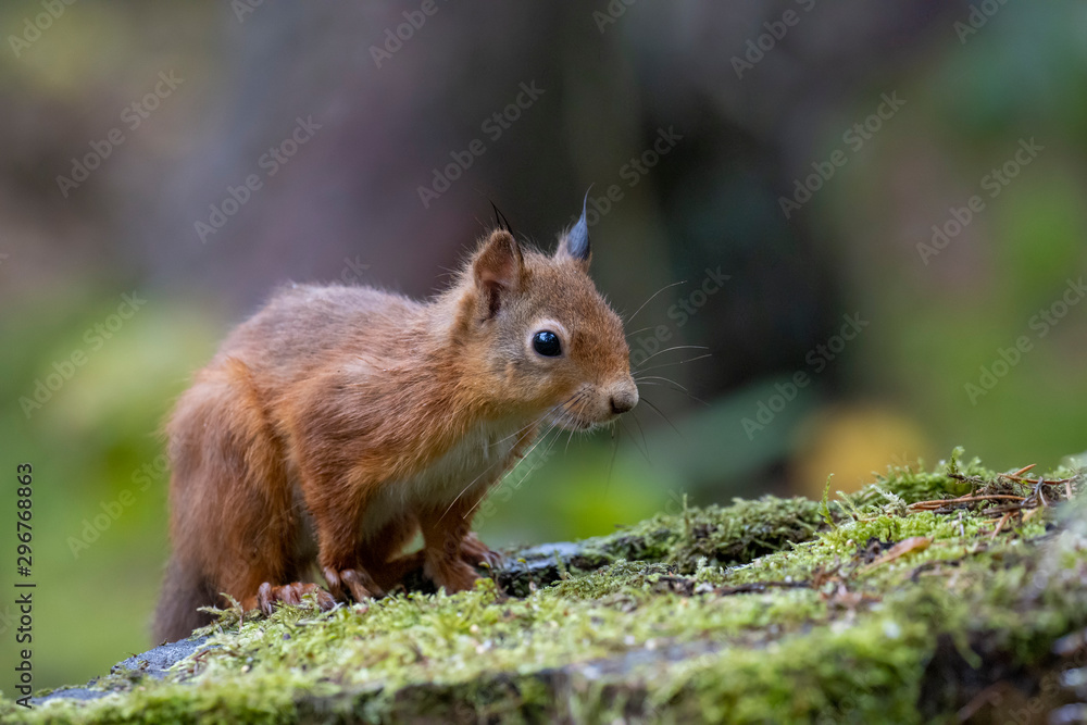 Red Squirrel, Sciurus vulgaris, sat on a tree stump covered in moss within a pine forest with background. Taken during autumn with orange and red in Scotland. Red Squirrel, Sciurus vulgaris, sat on a tree stump covered in moss within a pine forest with background. Taken during autumn with orange and red in Scotland.