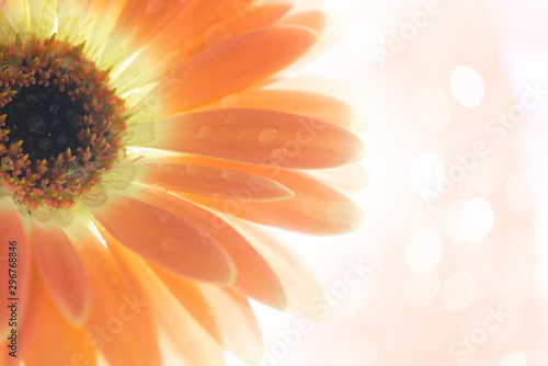 Fototapeta Beautiful close-up Gerbera daisy with drops, on the bokeh background