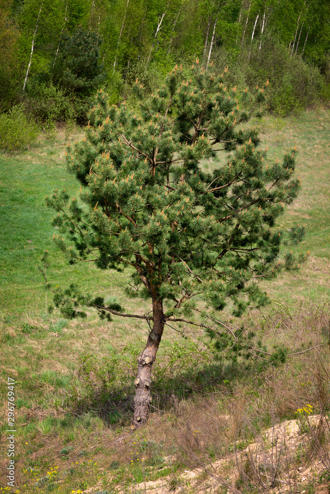 Lonely pine in the middle of the field