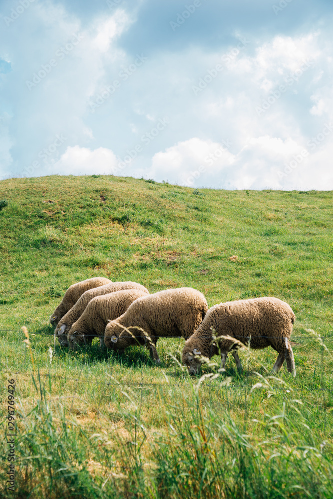 Sheeps on grass field at Devin Castle in Slovakia