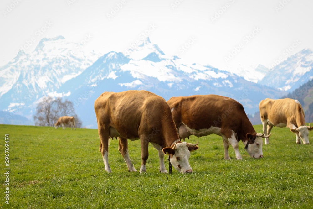 Kühen in den Schweizer Bergen