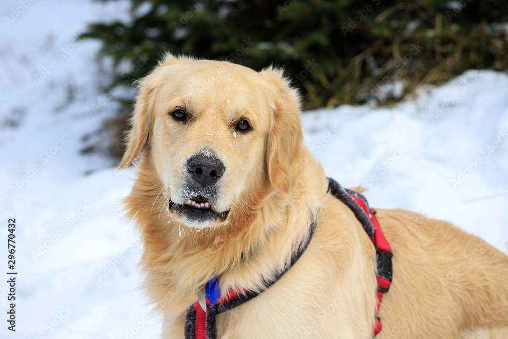 cane Golden Retriever sulla neve	