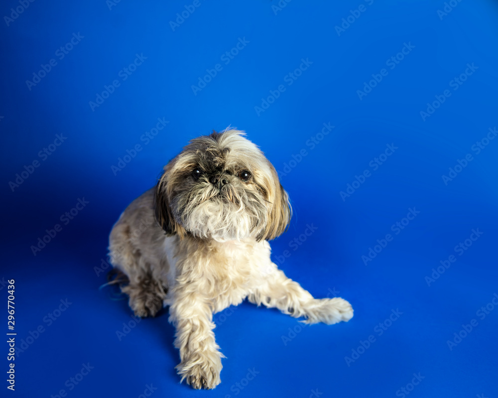 Single Pekingese dog portrait on blue background Single Pekingese dog portrait on blue background