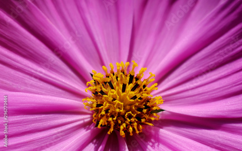 closeup yellow pollen of pink cosmos flower