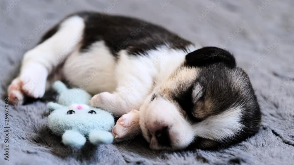 Cute newborn beagle pup with its favorite toy, sleeping, closeup Cute newborn beagle pup with its favorite toy, sleeping, closeup