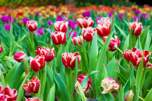 Colorful red tulip winter flower