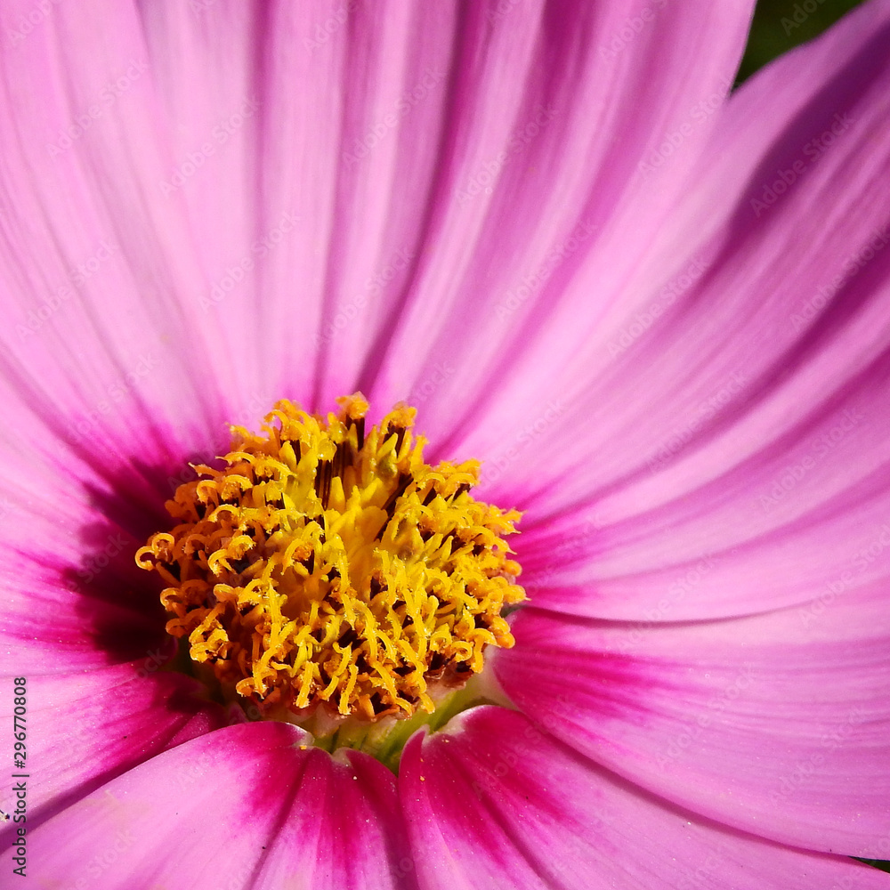 closeup yellow pollen of pink cosmos flower closeup yellow pollen of pink cosmos flower