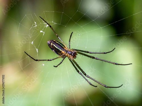 Tetragnathidae long-jawed orb weaver spider in a web 2