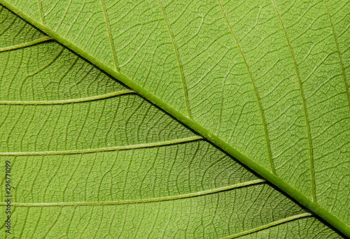 green leaves texture