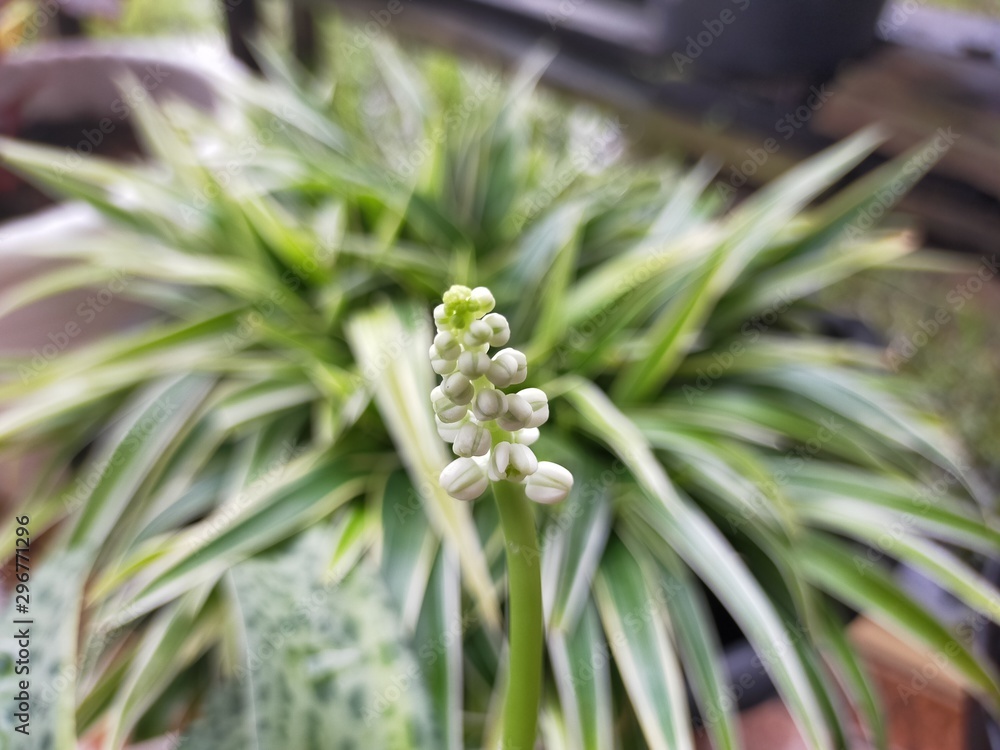 The small white flower buds make its beauty spoil the eyes The small white flower buds make its beauty spoil the eyes