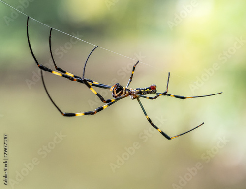Nephila clavata Joro orb weaver spider on web 5