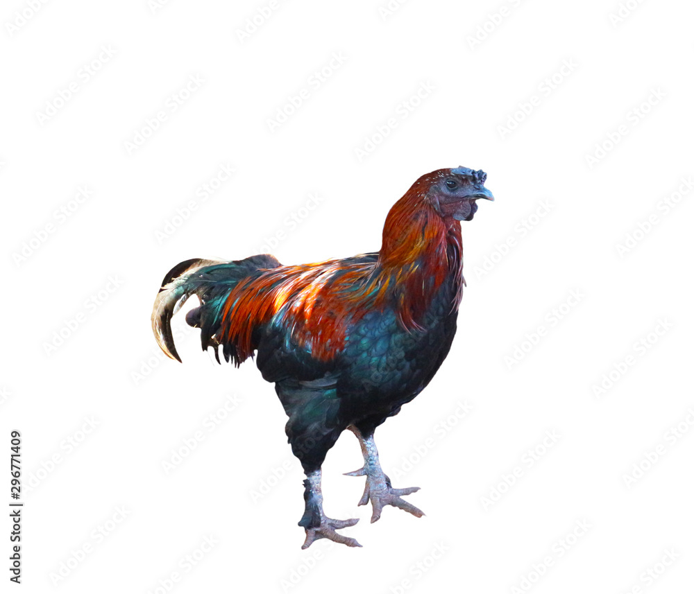 Rooster isolated on a white background Rooster isolated on a white background