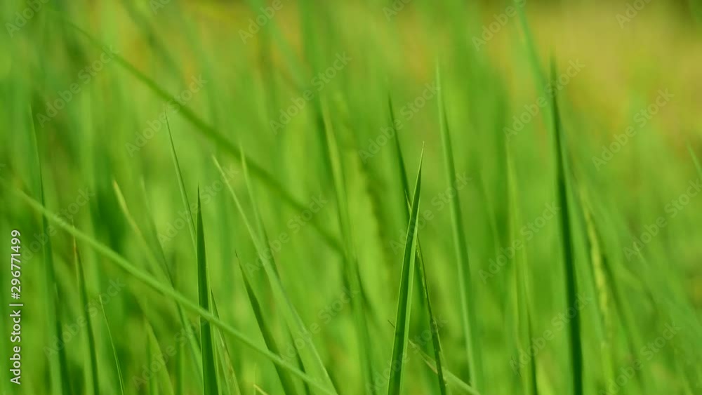 The green leaves were swaying in the fields. The green leaves were swaying in the fields.