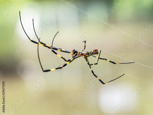 Nephila clavata Joro orb weaver spider on web 7