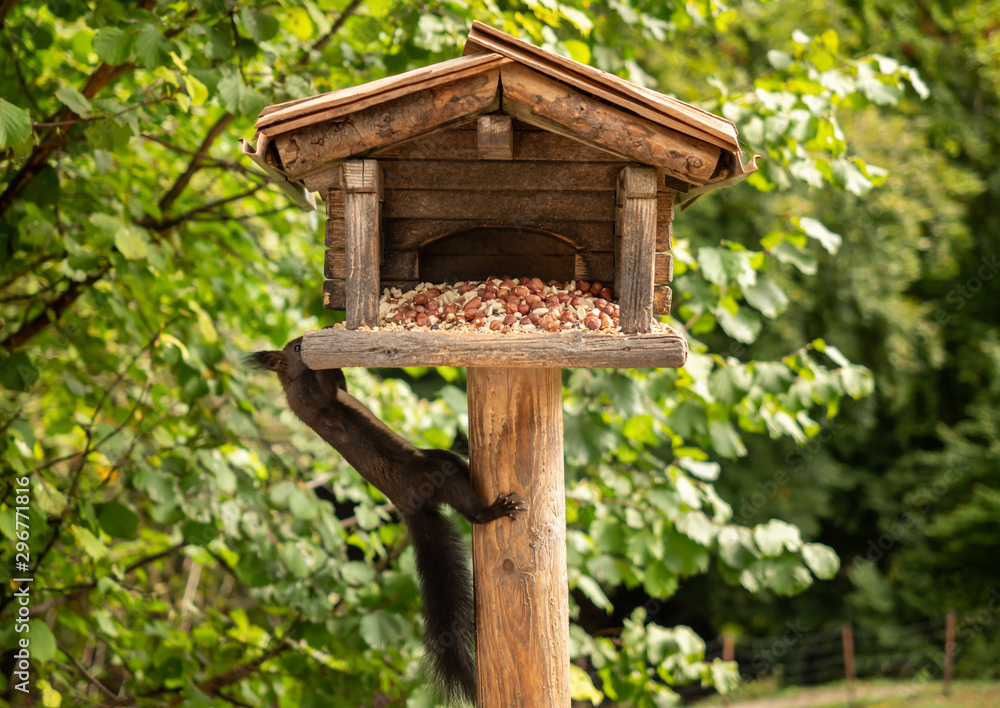 A squirrel hangs from a birdhouse A squirrel hangs from a birdhouse