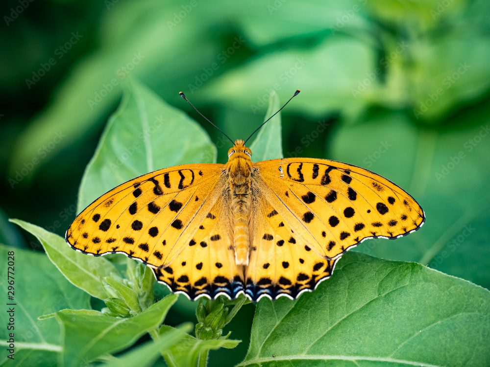 Obraz premium Argynnis hyperbius Indian fritillary butterfly on a leaf 14
