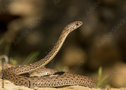 Montpellier snake (Malpolon monspessulanus) female photo
