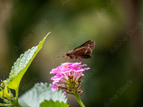 Parnara guttata common straight swift butterfly 1 photo