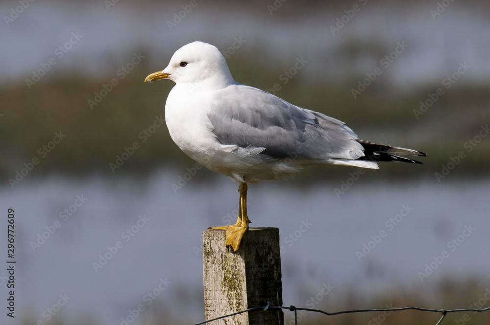 Fototapeta premium Mouette tridactyle,.Rissa tridactyla, Black legged Kittiwake