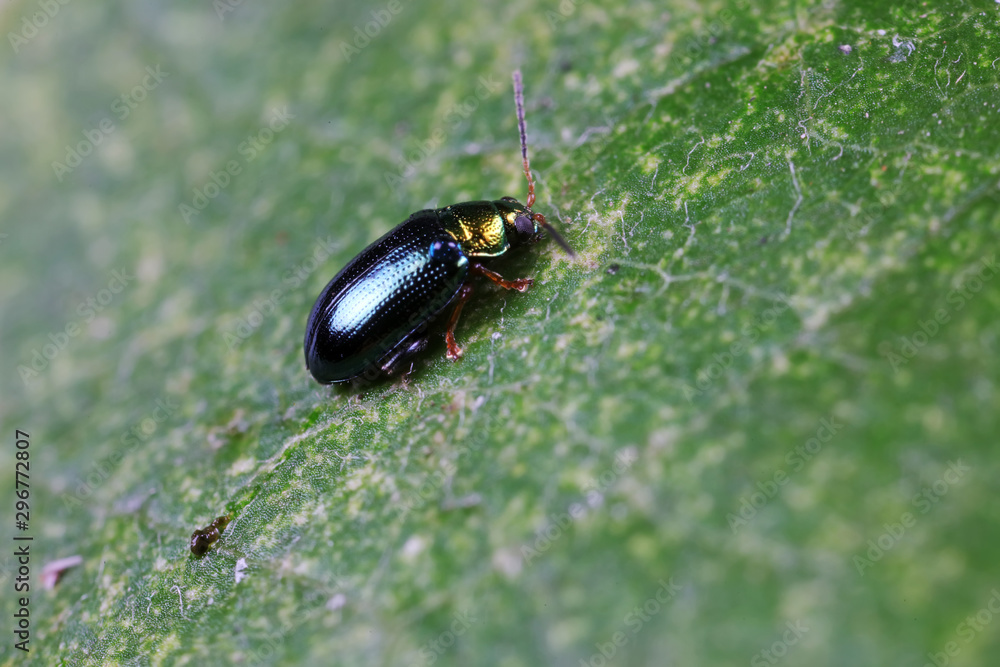 Beetles are in the natural environment Beetles are in the natural environment
