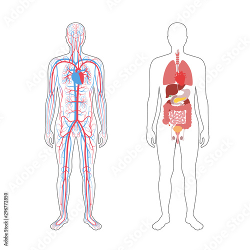 internal organs and circulatory system