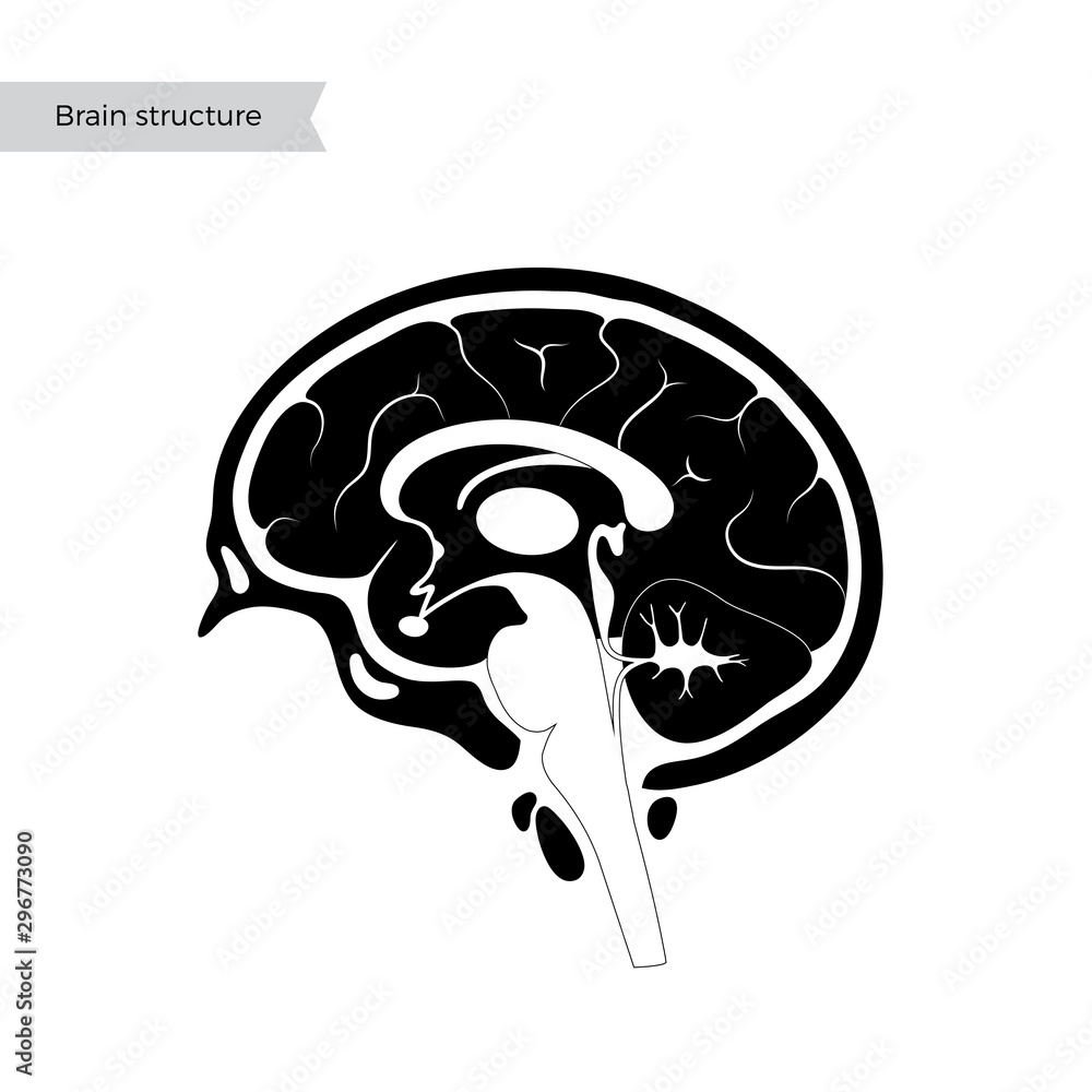 Vector illustration of human brain anatomy Stock Vector | Adobe Stock