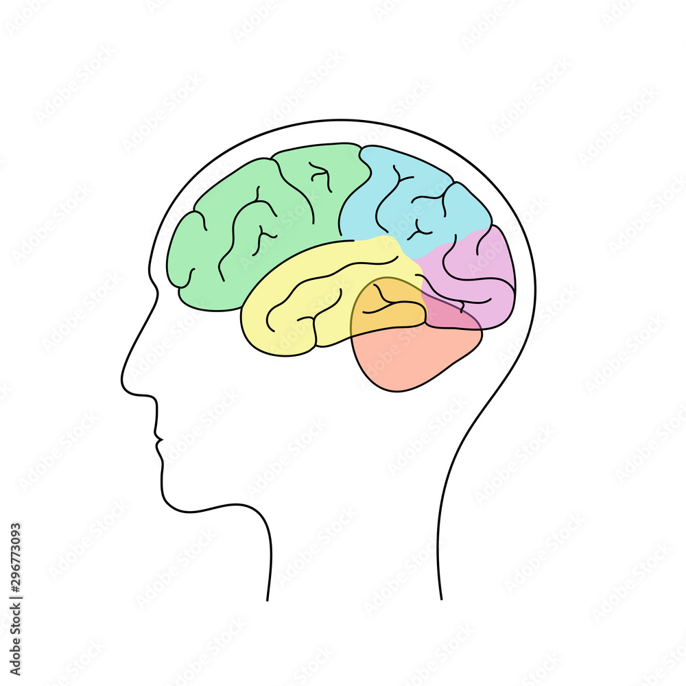 Vector illustration of human brain anatomy Stock Vector | Adobe Stock