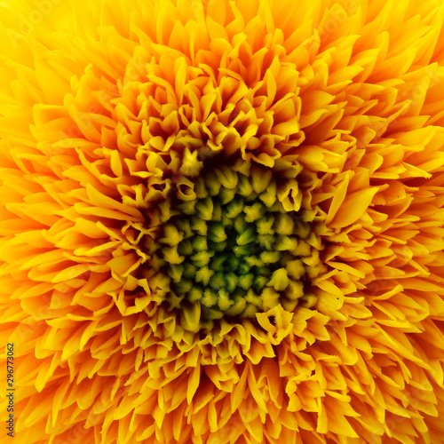 closeup pollen of sunflower