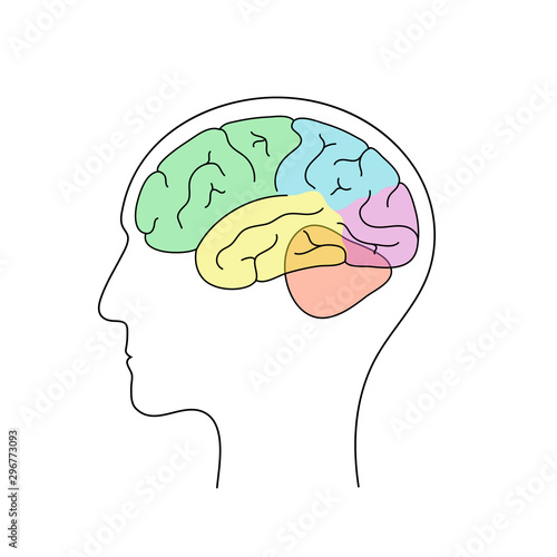 Vector illustration of human brain anatomy 