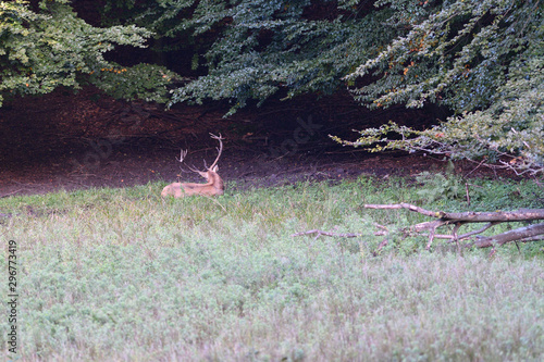 Fototapeta Naklejka Na Ścianę i Meble -  Deer lies in the mud at the edge of the forest during rut