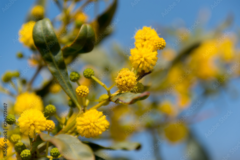Blooming mimosa tree or acacia bunch over blue sky. Mimosa spring flowers easter background. Blooming mimosa tree or acacia bunch over blue sky. Mimosa spring flowers easter background.