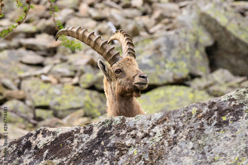 stambecco nel parco nazionale del Gran Paradiso stambecco nel parco nazionale del Gran Paradiso