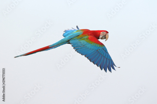 Colorful parrot flying in the sky. © Passakorn