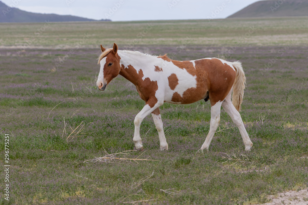 Beautiful wild Horse in Spring in the Utah desert