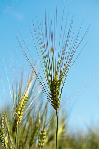 ears of wheat on background of blue sky
