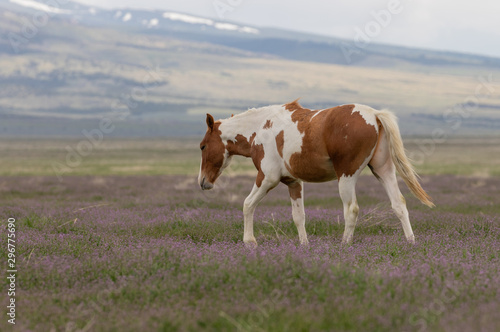 Beautiful wild Horse in Spring in the Utah desert © natureguy