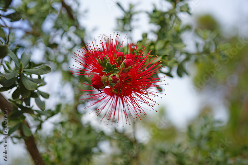 View of a red Granite Kunzea (Kunzea pulchella) flower in Australia photo