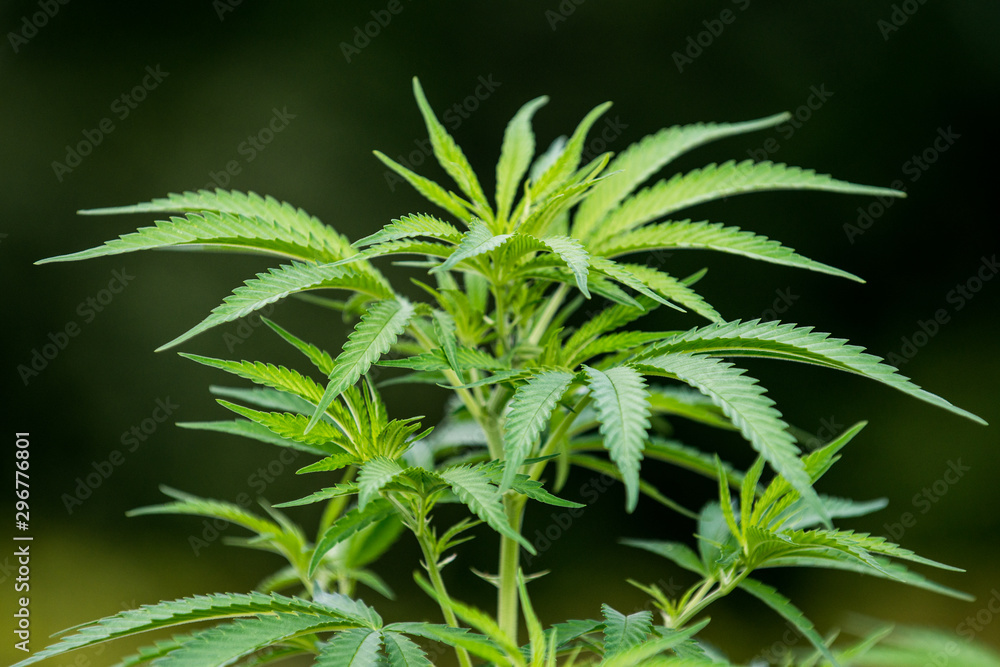 hemp plant outdoor plantation hemp plant outdoor plantation