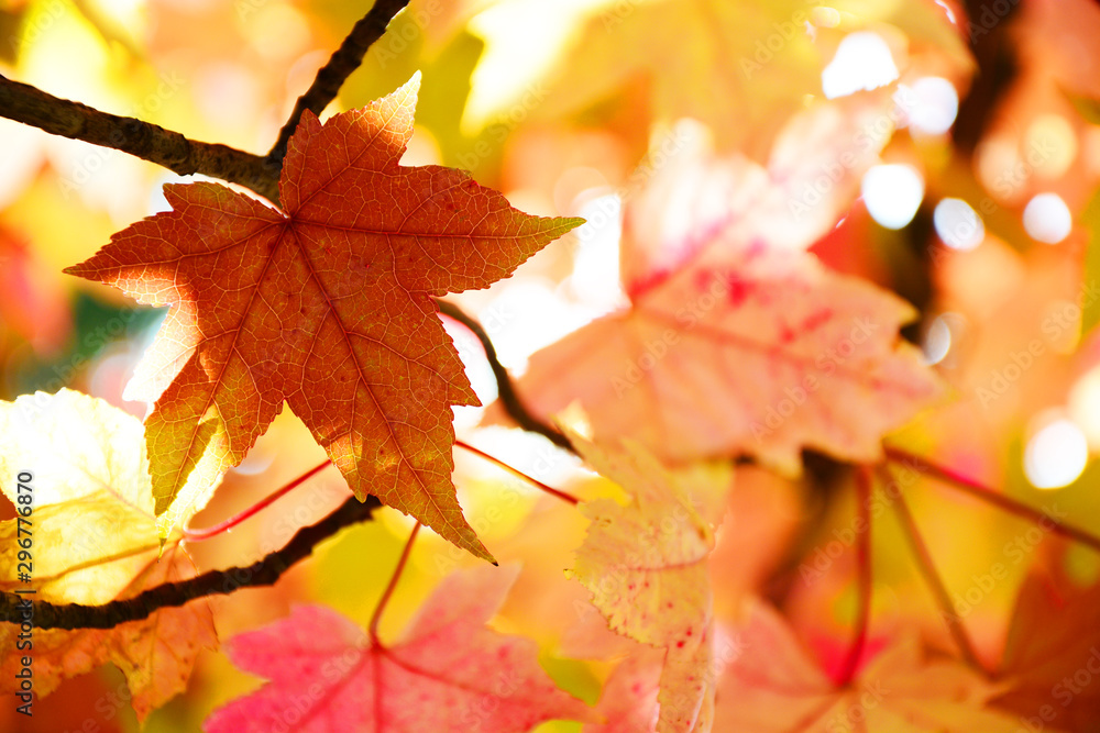 autumn leaves background autumn leaves background