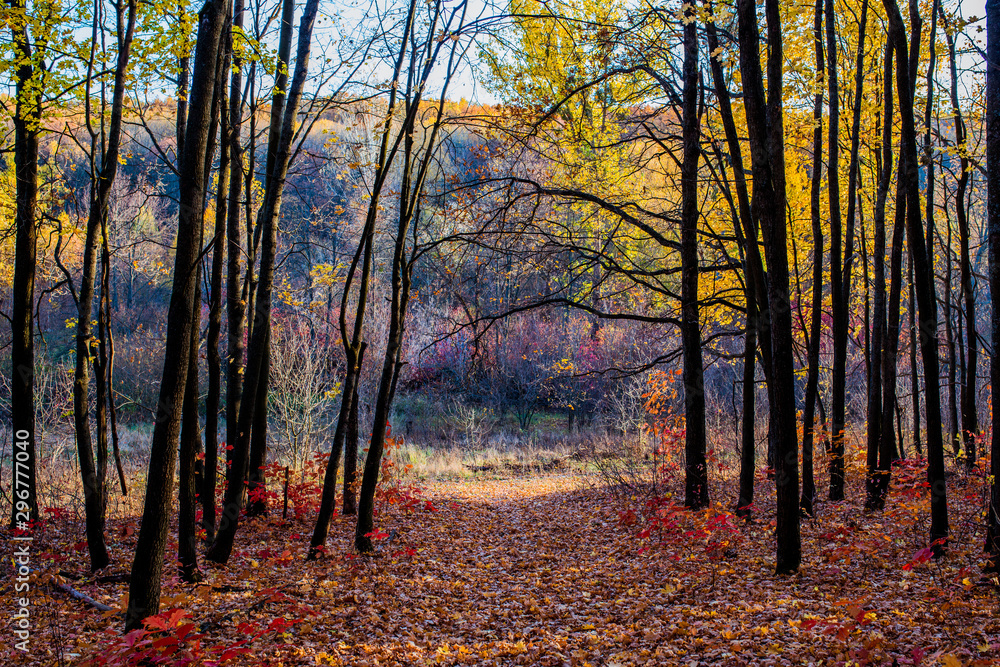 autumn forest autumn forest