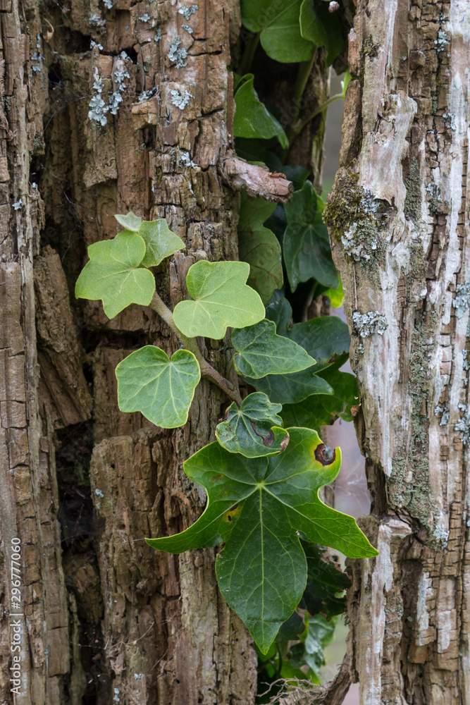 Ivy growing in the old tree trunk